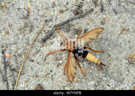 Hornet robberfly (Asilus crabroniformis) seduta con alette aperte sulla brughiera terreno, Surrey, Inghilterra, Regno Unito. Agosto Foto Stock