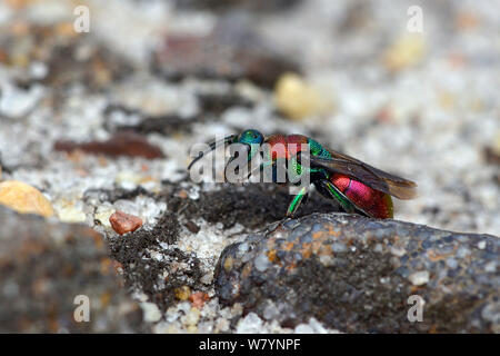 Wasp (Hedychrum niemelai) un cleptoparasite nel nido di vari Cerceris sp. vespe, sul suolo sabbioso, Surrey, Inghilterra, Regno Unito. Agosto. Foto Stock