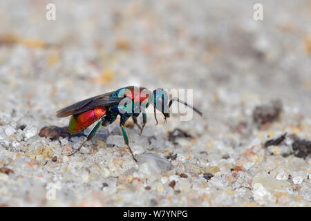 Wasp (Hedychrum niemelai) un cleptoparasite nel nido di vari Cerceris sp. vespe, sul suolo sabbioso, Surrey, Inghilterra, Regno Unito. Agosto. Foto Stock