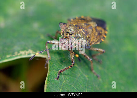 Scudo in bronzo bug (Troiolo luridus) adulto su foglie di quercia, Hertfordshire, Inghilterra, Regno Unito. Settembre Foto Stock