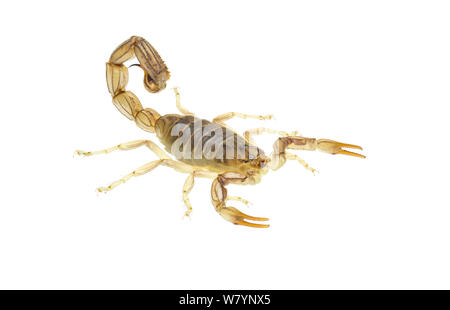 Giallo fattail scorpion (Androctonus amoreuxi), il centro di pianura costiera, Israele, Giugno. Focus-impilati e ritagliate. progetto meetyourneighbors.net Foto Stock