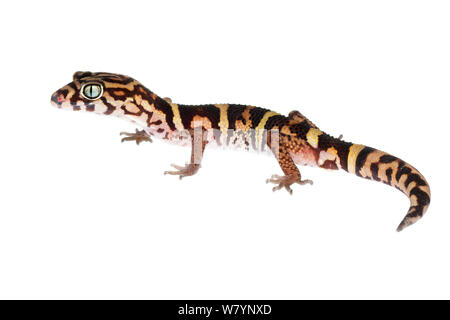 Yucatan nastrare gecko (Coleonyx elegans), il Distretto di Toledo, Belize, Agosto. meetyourneighbors.net progetto Foto Stock