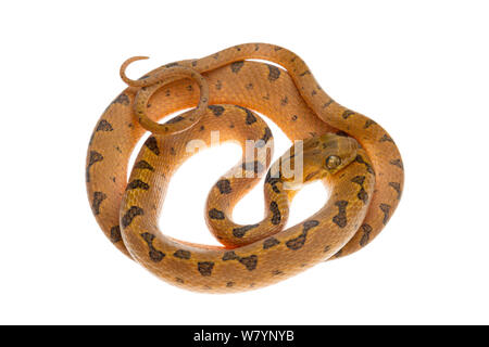 Northern cat-eyed snake (Leptodeira septentrionalis), filiale di grotte, Cayo District, Belize, Settembre. meetyourneighbors.net progetto Foto Stock