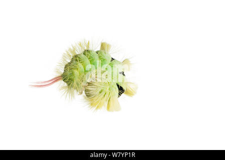 Pale tussock moth (Calliteara pudibunda) caterpillar, Maine-et-Loire, Francia, settembre. meetyourneighbors.net progetto Foto Stock