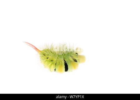 Pale tussock moth (Calliteara pudibunda) caterpillar, Maine-et-Loire, Francia, settembre. meetyourneighbors.net progetto Foto Stock