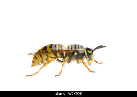 Wasp comune (Vespula vulgaris), Maine-et-Loire, Francia, Novembre. meetyourneighbors.net progetto Foto Stock