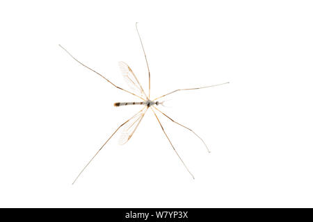 Cranefly Tipula (sp), Maine-et-Loire, Francia, settembre. meetyourneighbors.net progetto Foto Stock