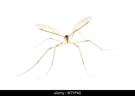 Cranefly Tipula (sp), Maine-et-Loire, Francia, settembre. meetyourneighbors.net progetto Foto Stock