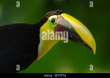 Chestnut-mandibled toucan (Ramphastos swainsonii) ritratto, costiere atlantiche jungle, Laguna del Lagarto, Costa Rica, America Centrale, gennaio. Foto Stock