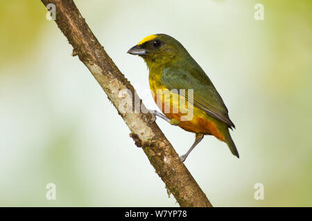 Oliva-backed Euphonia (Euphonia gouldi) maschio appollaiato sul ramo, costiere atlantiche jungle, Laguna del Lagarto, Costa Rica, America Centrale, gennaio. Foto Stock