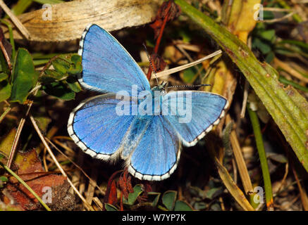 Adone maschio blue butterfly (Lysandra bellargus) basking ali aperte. North Downs, Surrey, England, Regno Unito, Agosto. Foto Stock