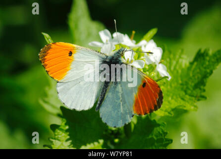 Maschio punta arancione (Anthocharis cardamines) farfalla alimentazione da aglio fiori di senape, Londra, Aprile. Foto Stock