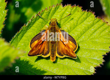 Grande skipper butterfly (Ochlodes venatus) maschio in appoggio su una foglia, LONDRA, REGNO UNITO, Giugno. Foto Stock