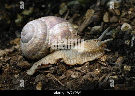 Roman / lumaca commestibili (Helix pomatia) North Downs, Surrey, Regno Unito, Luglio. Foto Stock