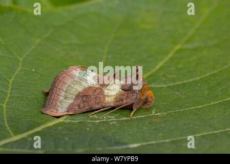 Ottone brunito (Diachrysia chrysitis) sulla foglia, Wiltshire, Regno Unito, Settembre. Foto Stock