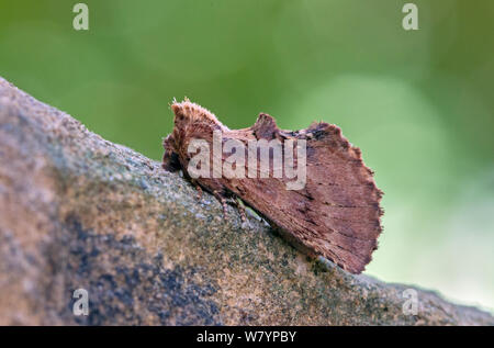 Coxcomb prominente tarma (Ptilodon capucina) forma scura, Wiltshire, Regno Unito, Giugno. Foto Stock