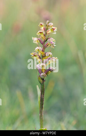 Frog orchid (Coeloglossum viride), Wiltshire, Regno Unito, Giugno. Foto Stock