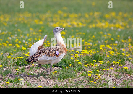 Grande (bustard Otis tarda) maschio in allevamento piumaggio, Salisbury Plain, Wiltshire, Regno Unito, maggio. Ala tag rimosso digitalmente. Foto Stock