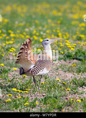 Grande (bustard Otis tarda) maschio in allevamento piumaggio, Salisbury Plain, Wiltshire, Regno Unito, maggio. Ala tag rimosso digitalmente. Foto Stock