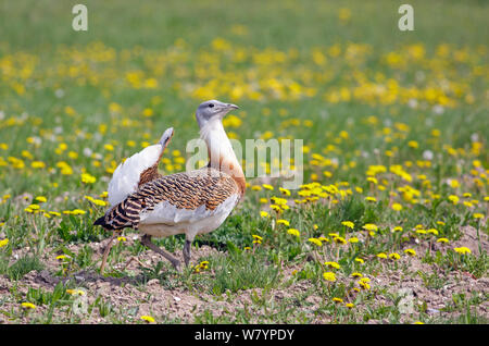 Grande (bustard Otis tarda) maschio in allevamento piumaggio, Salisbury Plain, Wiltshire, Regno Unito, maggio. Ala tag rimosso digitalmente. Foto Stock