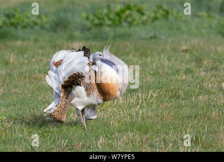 Grande (bustard Otis tarda) maschio &#39;Blk 9&#39;, Salisbury Plain, Wiltshire, Regno Unito, Aprile. Ala tag rimosso digitalmente. Foto Stock