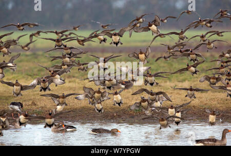 Wigeon (Anas penelope) gregge battenti, Gloucestershire, Regno Unito, dicembre. Foto Stock