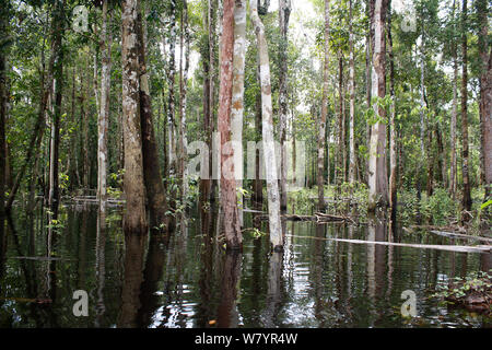 Area inondata di foresta, Gunung Palung National Park, West Kalimantan, Borneo Indonesiano. Luglio 2010. Foto Stock