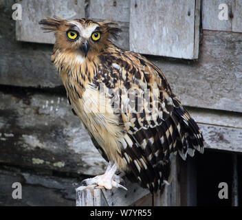 Buffy pesce civetta (Bubo ketupu),che le incursioni pesca di cattura, Gunung Palung National Park, West Kalimantan, Borneo Indonesiano. Luglio 2010. Foto Stock