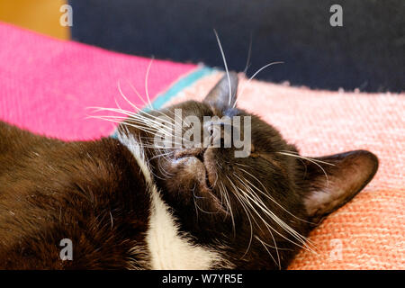 Close up smoking cat, bicolor gatto domestico con un bianco e nero soprabito, dormire su una maglia colorata coperta del letto. Foto Stock