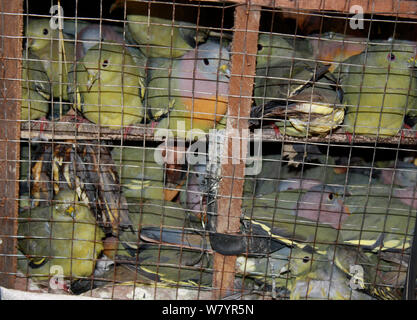 Rosa colli piccione verde (Treron vernans) in vendita in gabbie, Singkawang, West Kalimantan, Borneo Indonesiano. Luglio 2010. Foto Stock