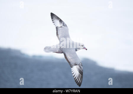 Fulmar antartico (Fulmarus glacialoides) battenti, Oceano Meridionale, East Antarctica, Novembre. Foto Stock