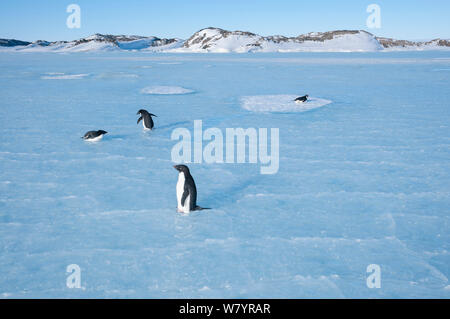 Adelie penguin (Pygoscelis adeliae) su ghiaccio, Prydz Bay, vicino stazione Davis, Vestfold Hills, Ingrid Christensen Costa, East Antarctica, Novembre. Foto Stock