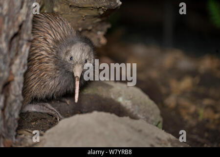 Brown kiwi (Apteryx mantelli) in case notturne, dove l'illuminazione artificiale produce inversione di ciclo diurno, Orana Wildlife Park, Christchurch, South Island, in Nuova Zelanda, febbraio. Captive Foto Stock