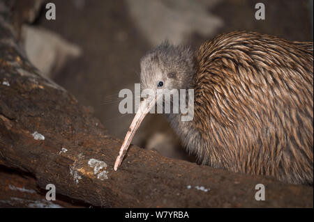 Brown kiwi (Apteryx mantelli) in case notturne, dove l'illuminazione artificiale produce inversione di ciclo diurno, Orana Wildlife Park, Christchurch, South Island, in Nuova Zelanda, febbraio. Captive Foto Stock