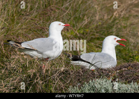 Argento / rosso-fatturati gabbiano (Chroicocephalus novaehollandiae) il nesting, il Parco Naturale di Phillip Island, Victoria, Australia, Dicembre. Foto Stock