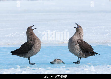 South polar skua (Stercorarius maccormicki) coppia chiamando oltre morti pinguino imperatore (Aptenodytes forsteri) pulcino, Amanda Bay, Prydz Bay, Ingrid Christensen Costa, East Antarctica, Novembre. Foto Stock