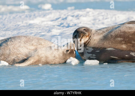 Guarnizione di Weddell (Leptonychotes weddellii) madre e pup, Prydz Bay, vicino stazione Davis, Vestfold Hills, Ingrid Christensen Costa, East Antarctica, Novembre. Foto Stock