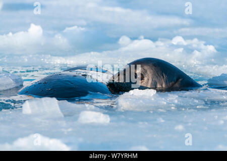 Guarnizione di Weddell (Leptonychotes weddellii) madre e pup al foro per la respirazione, Prydz Bay, vicino stazione Davis, Vestfold Hills, Ingrid Christensen Costa, East Antarctica, Novembre. Foto Stock