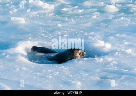 Guarnizione di Weddell (Leptonychotes weddellii) madre e pup al foro per la respirazione, Prydz Bay, vicino stazione Davis, Vestfold Hills, Ingrid Christensen Costa, East Antarctica, Novembre. Foto Stock