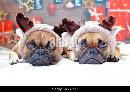 Carino bulldog francese cani travestiti da renne sdraiato sul pavimento nella parte anteriore del background di Natale Foto Stock