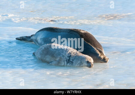 Guarnizione di Weddell (Leptonychotes weddellii) madre e pup vicino al foro per la respirazione, Prydz Bay, vicino stazione Davis, Vestfold Hills, Ingrid Christensen Costa, East Antarctica, Novembre. Foto Stock