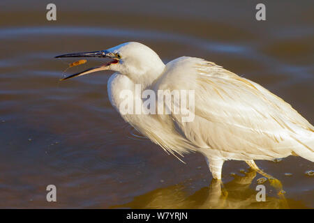 Garzetta (Egretta garzetta) cattura di gamberetti, Titchwell RSPB Riserva, Norfolk, Inghilterra, Regno Unito. Novembre. Foto Stock