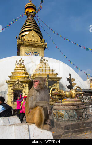 Macaco Rhesus (macaca mulatta) e stupa, Monkey Temple o Swayambhunath, Kathmandu, Nepal. Novembre 2014. Foto Stock