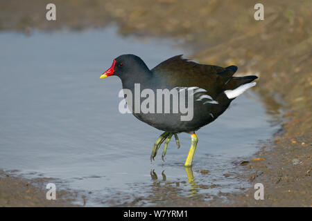 (Moorhen Gallinula chloropus) da pozza nel campo allagato in inverno, Norfolk, Inghilterra, Regno Unito. Febbraio. Foto Stock