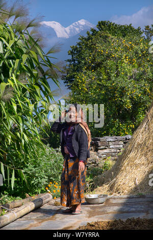 Contadino vicino villaggio di montagna di Ghandruk, Modi Khola valle a circa 2000 metri, Annapurna mountain in background, Nepal. Novembre 2014. Foto Stock