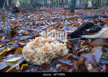 Fungo cavolfiore (Sparassis crispa) crescente parassiticamente sulle radici delle conifere. Norfolk, Inghilterra, Regno Unito. Novembre. Foto Stock