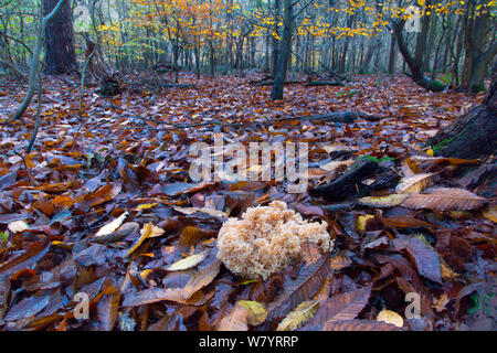 Fungo cavolfiore (Sparassis crispa) crescente parassiticamente sulle radici delle conifere. Norfolk, Inghilterra, Regno Unito. Novembre. Foto Stock