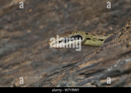 Bellezza snake (Orthriophis taeniurus) Il peering round rock, Kawakarpo Meri Montagna neve montagna Parco Nazionale, nella provincia dello Yunnan in Cina. Maggio. Foto Stock