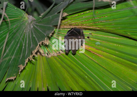 Superiore a breve dal naso di frutta (bat Cynopterus sphinx sphinx) appesi da foglia di palma, Xishuangbanna Riserva Naturale Nazionale, nella provincia dello Yunnan in Cina. Marzo. Foto Stock