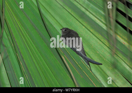 Asian palm swift (Cypsiurus balasiensis infumatus) su foglia di palma, Xishuangbanna Riserva Naturale Nazionale, nella provincia dello Yunnan in Cina. Marzo. Foto Stock